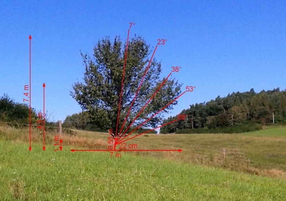 Obr. 5: Slivoň švestka u osady Lazec s vyznačenými parametry včetně úhlů záběru senzoru pro stanovení LAI nepřímou metodou (zpracováno v programu AutoCAD 20