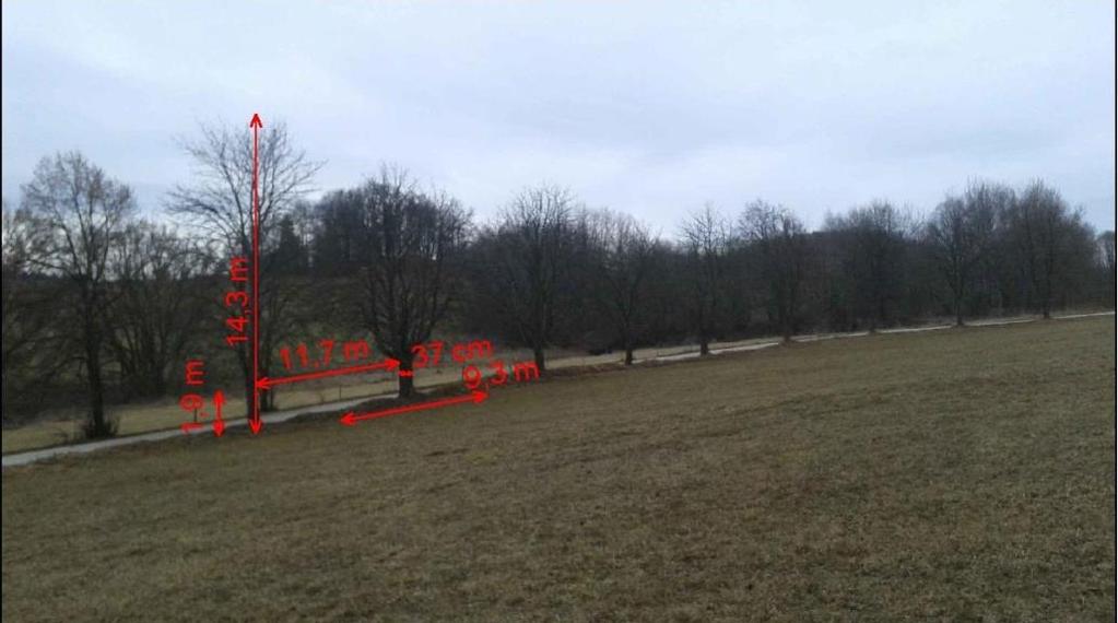 2.1.2.2 Alej 2 Jírovcová alej u obce Bohdalovice-Slavkov Druhá měřená alej se nachází taktéž u silnice III. třídy č. 15911 za vsí Slavkov směrem na Bohdalovice.