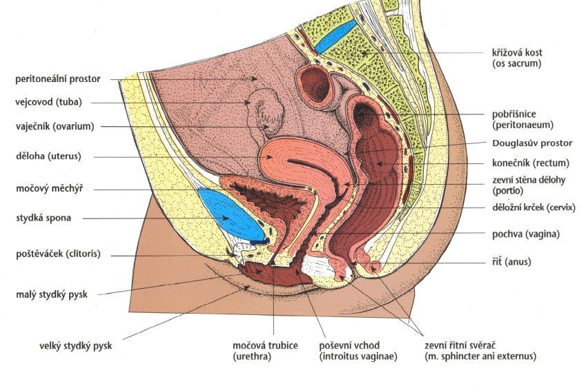 3.2 Děloha (uterus) Děloha je dutý orgán hruškovitého tvaru, který je dlouhý 7-9 cm a široký 4-4,5 cm a jehož funkcí je vývoj zárodku až do jeho samotného porodu.