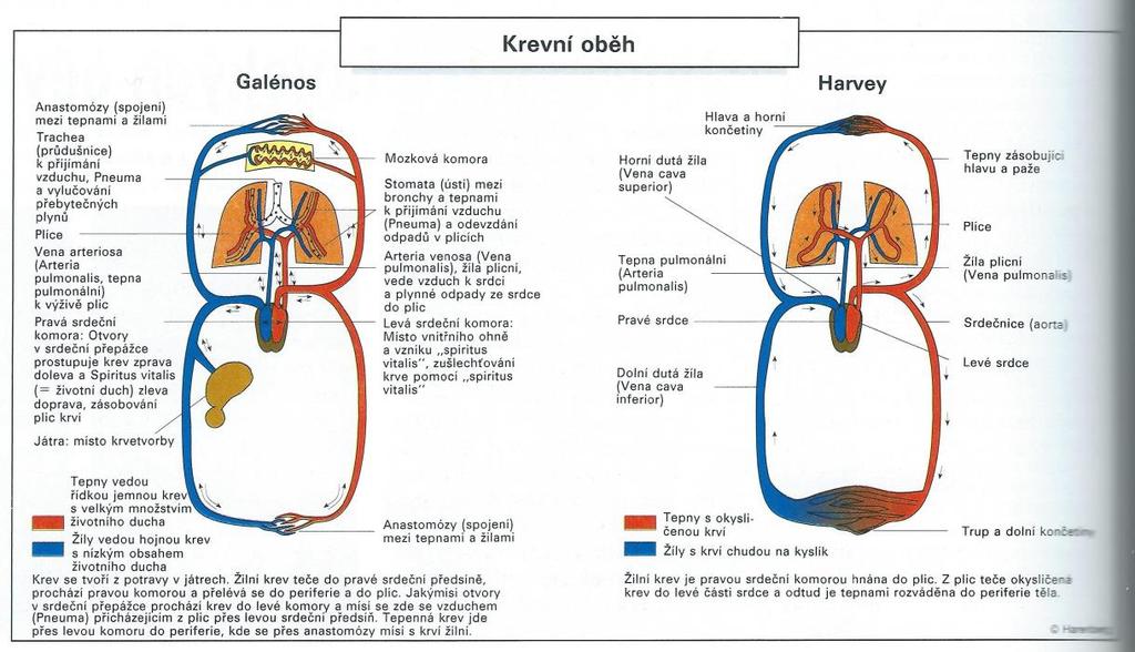 Příloha č. 13 Krevní oběh. Galénos versus Harvey. Obr. č. 13 Krevní oběh. Galénos versus Harvey. Zdroj: SCHOTT, Heinz.