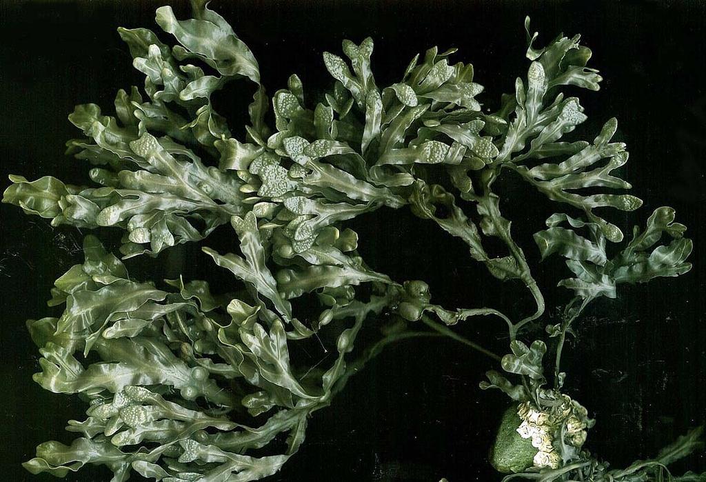 Fucus sp.