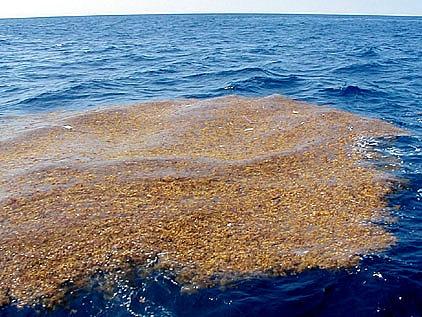 Sargassum