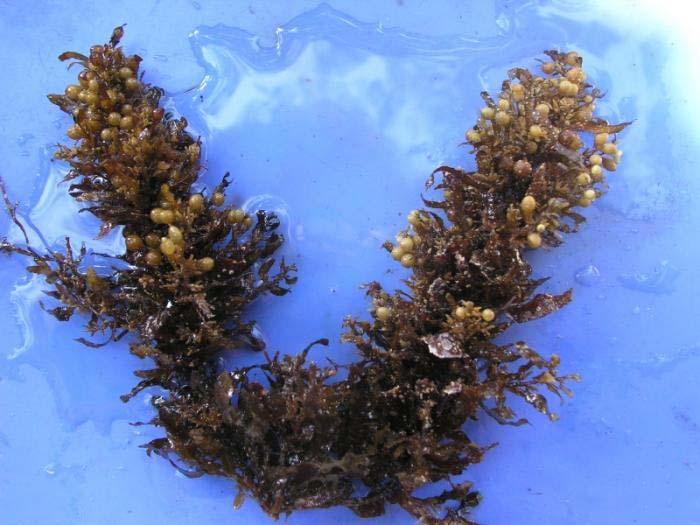 Sargassum