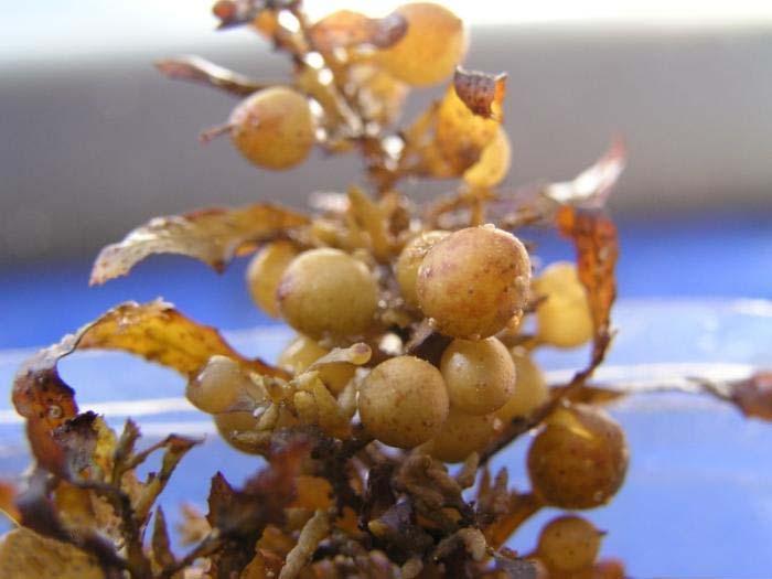 Sargassum