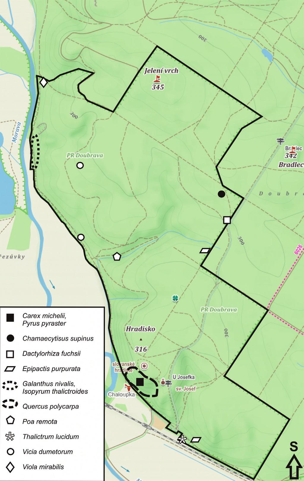 12 Obrázek 2. Rozšíření vybraných druhů cévnatých rostlin v PR Doubrava.