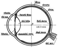 Anatomie oka Salmovská 8, 120 00 Praha 2, tel.