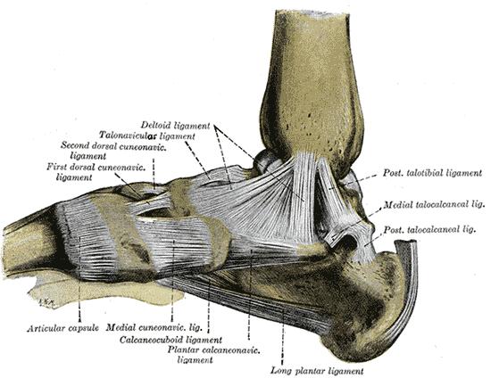 Obrázek č. 1: Ligamentózní aparát pravého hlezna, pohled z mediální strany Převzato z GRAY, H.