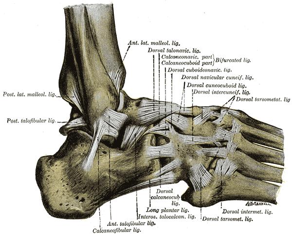 ISBN 1-58734-102-6. Obrázek č. 2: Ligamentózní aparát pravého hlezna, pohled z laterální strany Převzato z GRAY, H.