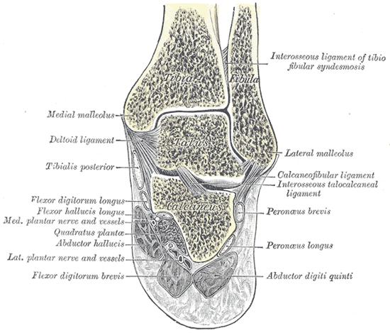 Obrázek č. 3: Koronární řez strukturami hlezna Převzato z GRAY, H. Anatomy of the human body.