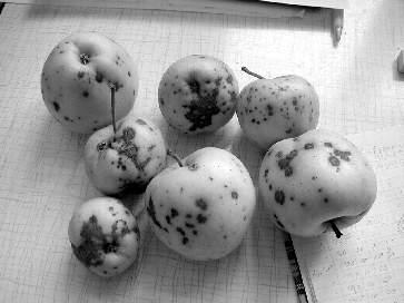obecnímu úřadu. Hostitele patogena představuje celá řada rostlin zejména z čeledi Rosaceae jako např. hloh, skalník, kdouloň, hrušeň, jabloň, jeřáb, mišpule, muchovník aj.