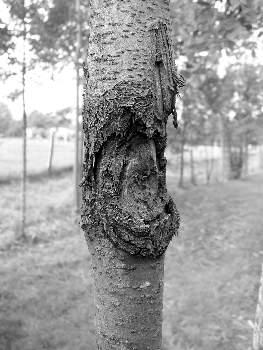 Dříve byla tato choroba označována jako septoriová skvrnitost listů hrušně neboli septorióza. Jejím původcem je houba Mycosphaerella pyri.