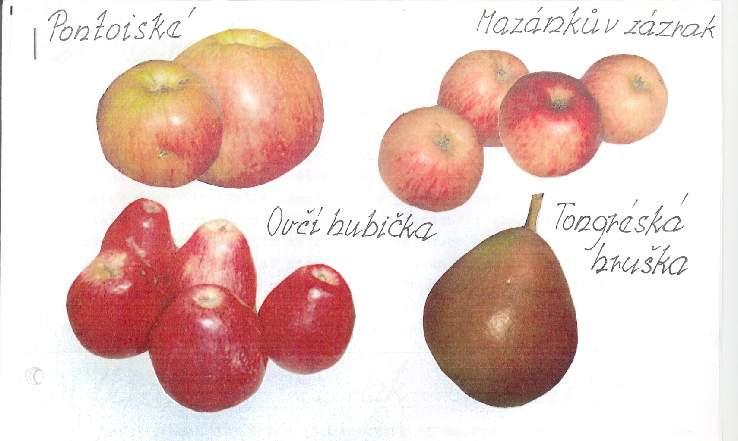 přiměřeně sladká. Jadřinec je dutoosý, prostorný, s velkým množstvím (15) hnědých špičatých jader.