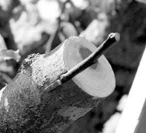 Na kolmo seříznuté větvi se podélně zařízne kůra na délku kopulačního řezu (asi 2 2,5 cm) přikládaného roubu.