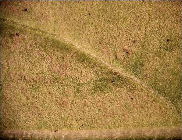 Fusarium sp.