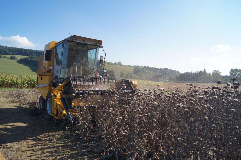 okrajů listů kmínu kořenného po aplikaci
