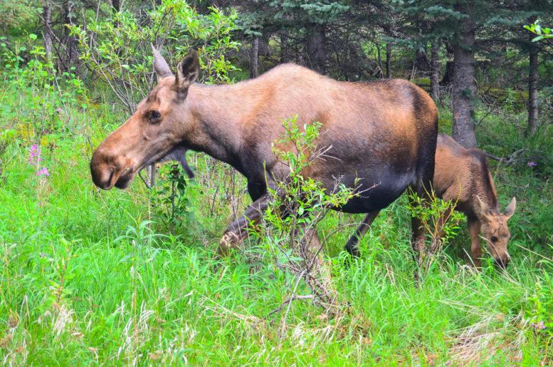 Losí rodinka se často procházela přímo před domem Denali největší hora na světě? Dalším extrémem je monumentální a překrásná hora Denali. Pokud máte to štěstí, můžete tuto velehoru spatřit např.