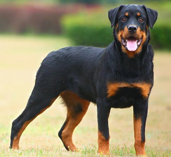 Obr. 3 Rotvailer s pálením (https://wagwalking.com/breed/rottweiler) Alela a s pravděpodobně vytváří zbarvení nazývané sedlo.