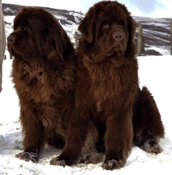 Obr. 4 Játrové zbarvení plemene Newfoundlandský pes (http://www.dogwallpapers.net) 3.2.3 C lokus (Albinismus) Existuje celá řada genů, které by mohly způsobovat albinismus.