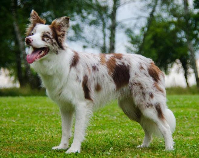Obr. 12 Zbarvení red merle u plemene border kolie (foto Michaela Táflová) 3.2.12 R lokus (Roan) Předpokládá se existence lokusu, který vytváří grošované zbarvení (viz Obr. 13).