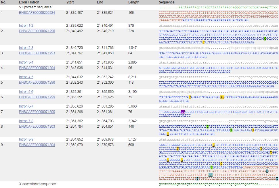 Obr. 18 Sekvence exonů genu MITF (http://www.ensembl.org) V databázi existují dvě varianty transkriptů genu MITF. Varianty transkriptů se rozdělují podle toho, kolik aminokyselin kódují.