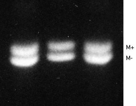 u člověka a myši byly rovněž identifikovány u psů (Tsuchida et al., 2009), včetně isoformy MITF-M specifické pro melanocyty. Výzkum Karlsson et al.