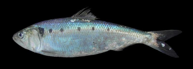 významné druhy (sledi, sardinky ) Č: sleďovití (Clupeidae)