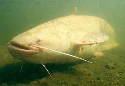 sumec velký - Silurus glanis - naše největší ryba,