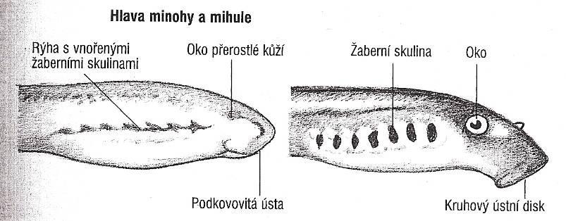 nepárová nozdra Mihule - Petromyzontes -