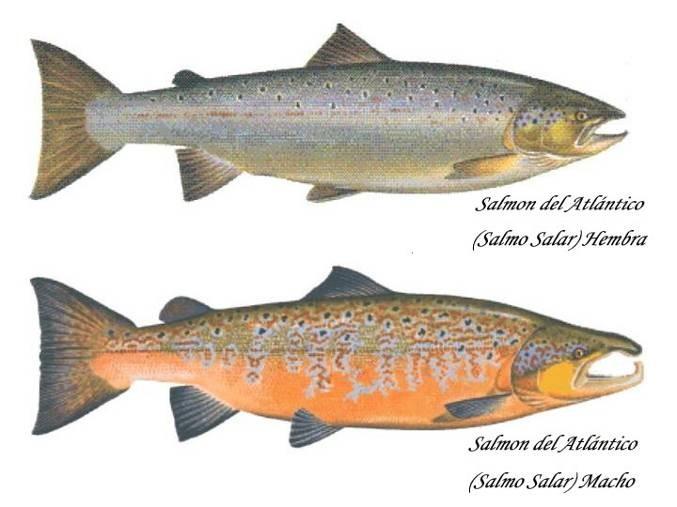 Salmoninae losos obecný - Salmo salar -