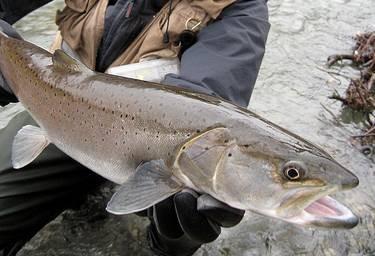 Salmoninae Hlavatka podunajská -