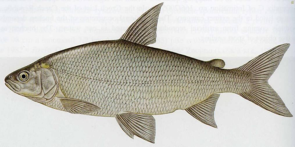 Thymallus