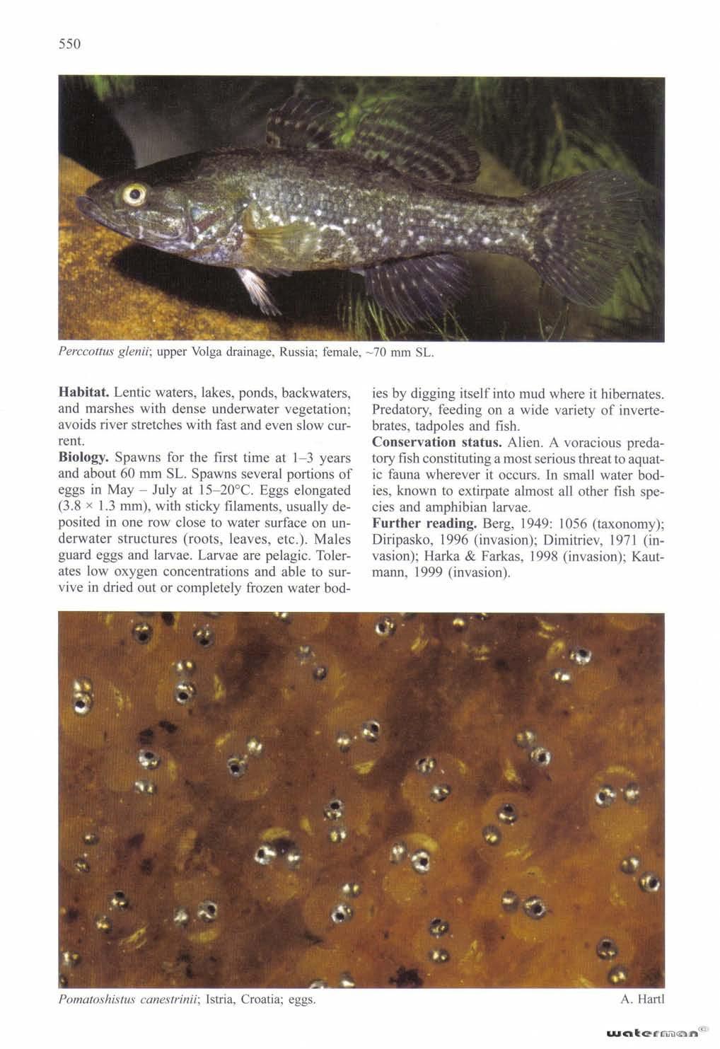 Odontobutidae) - východoasijský druh s plůdkem
