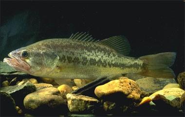 pstruhový - Micropterus salmoides - 35-100 cm, robustnější než okoun, velká