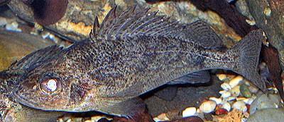 ježdík dunajský - Gymnocephalus baloni - 9-12 cm, podobný j.