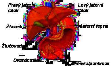 souvislá, protože je přerušena uprostřed výběžkem lobus caudatus.