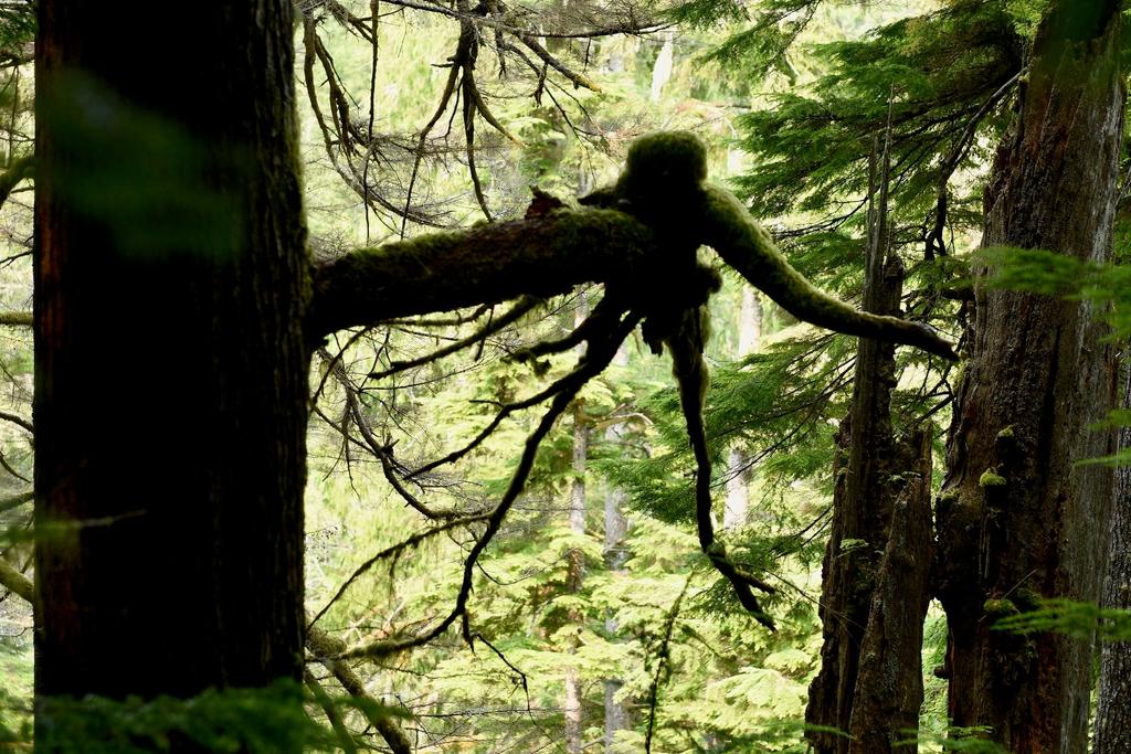 Po snídani tedy z Whistleru odjedeme na západ do zálivu Horseshoe Bay, kde se nalodíme na trajekt, který nás odveze na Vancouver island do přístavu ve městě Nanaimo.
