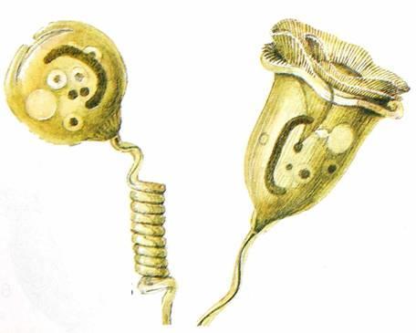 dělení Paramecium caudatum