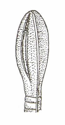 Třída: Tasemnice (Cestoda) * Tělo tvořeno hlavičkou, krčkem,