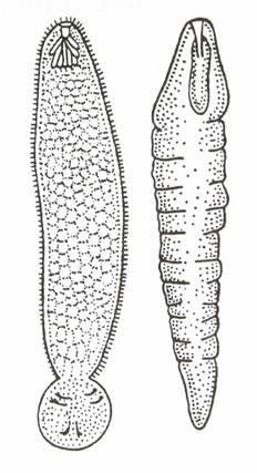 Štěrbinovky (Pseudophyllidea) * 2 protáhlé štěrbiny-botrie na