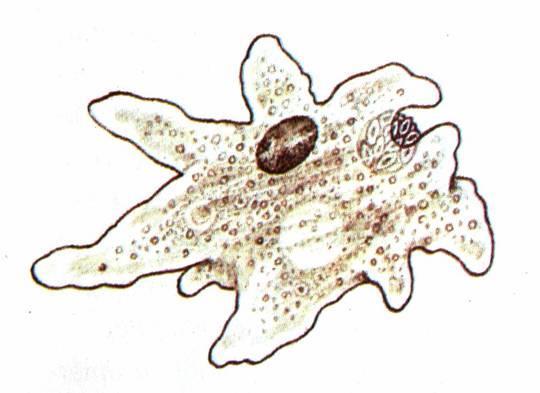 Kmen: Praprvoci (Sarcomastigophora) Podkmen: Kořenonožci