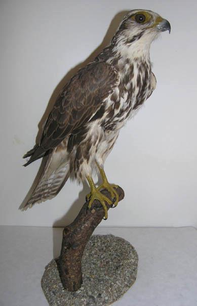 sokolovití (Falconidae)