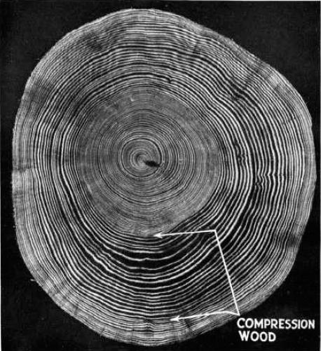 Obrázek 11. Příčný řez Pinus strobus s výskytem reakčního dřeva.