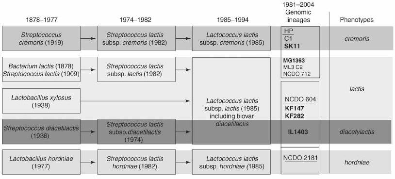 UTB ve Zlín, Fakulta technologická 17 Obrázek 2: Historický pehled taxonomie mikroorganismu Lactococcus lactis [11]. 1.4.2 Vlastnosti Lactococcus. lactis subsp.