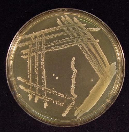UTB ve Zlín, Fakulta technologická 19 Tabulka 1: Vybrané vlastnosti mikroorganism Lacococcus lactis subsp. lactis a subsp. cremoris [8], [13].