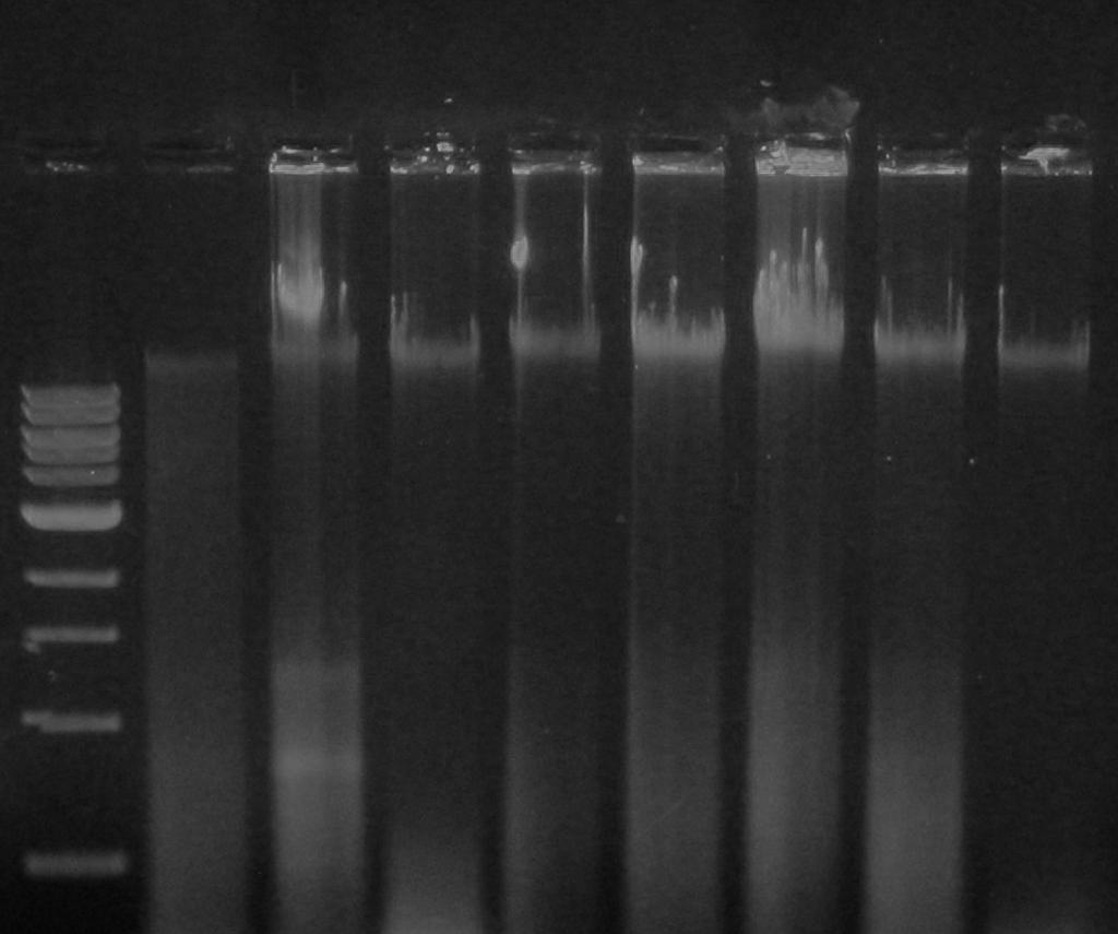 UTB ve Zlín, Fakulta technologická 48 6.2 Izolace bakteriální DNA K ovení pítomnosti a kvality bakteriální DNA získané fenol chloroformovou extrakcí byly použity všechny studované kmeny laktokok (L.