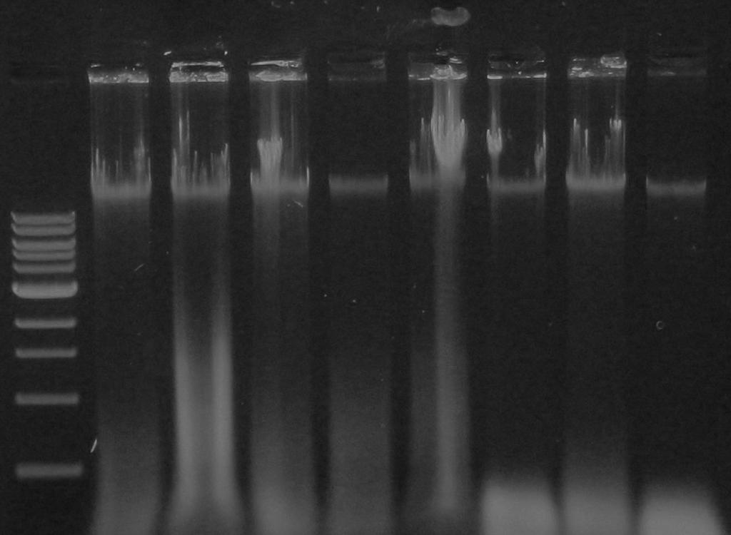 UTB ve Zlín, Fakulta technologická 49 Obrázek 7: Agarózová gelová elektroforéza: Ovení pítomnosti a intaktnosti DNA M 9 10 11 12 13 14 15 16 M 1 kb marker, 9. L. lactis subsp. lactis CCDM 421, 10. L. lactis subsp. cremoris CCDM 824, 11.