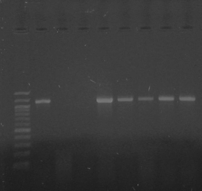 UTB ve Zlín, Fakulta technologická 50 Tabulka 8: Složení PCR smsí a pítomnost PCR produkt Reagencie Experiment 1. [µl] 2. [µl] 3.[µl] 4. [µl] 5. [µl] 6. [µl] 7. [µl] 8.
