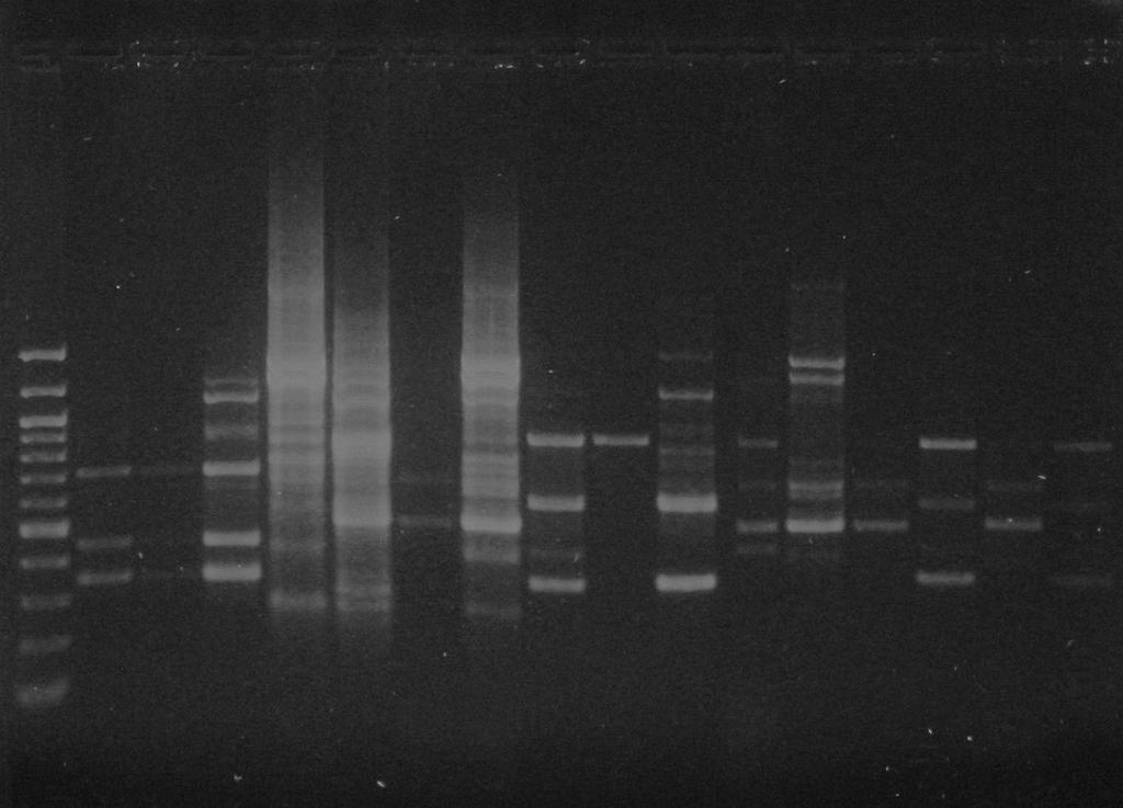 UTB ve Zlín, Fakulta technologická 54 Velikosti získaných DNA produkt jsou shrnuty v tabulkách 10 a 11, ze kterých je patrné, že pi použití primeru CC1 bylo syntetizováno nejmén 2 a nejvíce 12 DNA