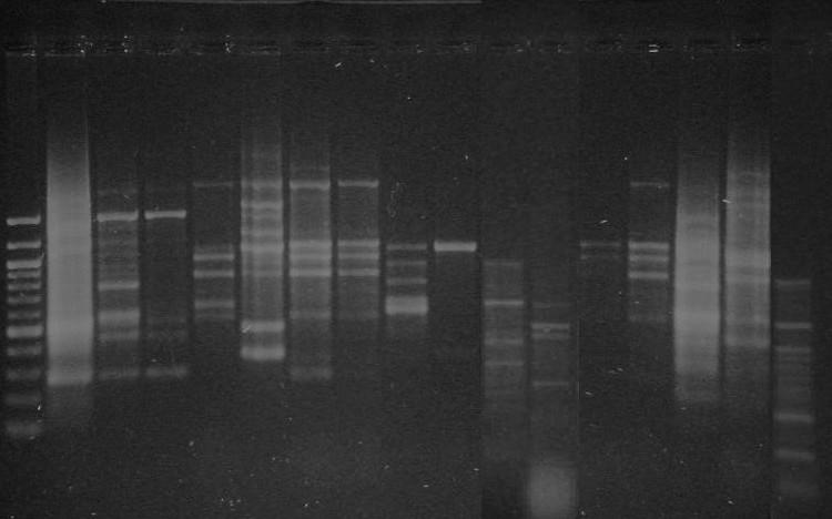 UTB ve Zlín, Fakulta technologická 58 5 DNA fragment bylo detekováno u kmen L. lactis subsp. lactis CCDM 141 (300 2 247 bp), L. lactis subsp. lactis CCDM 414 (584 2 364 bp), L. lactis subsp. lactis CCDM 418 (629 1 129 bp), L.