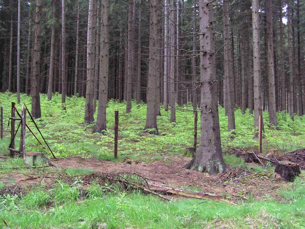 výběr Clonný obnovní prvek s podsadbou buku Výřez z porostní mapy s liniemi